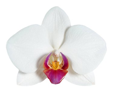 güzel çiçek orkide, izole beyaz zemin üzerine beyaz phalaenopsis