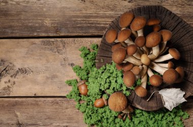 Ağaç kütüğünden mantar toplamak, yosun ve meşe palamudu dolu bir masada taze çiğ mantar toplamak.