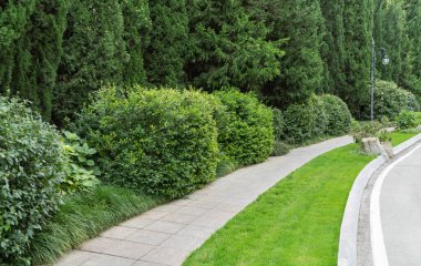 Parkta yol boyunca büyük ağaçlar.