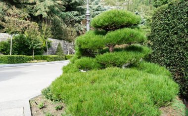 Partenit 'teki Bonsai. Geniş yapraklı ogudnik. Podocarpus Macrophyllus, porsuk eriği, Budist çamı ve eğreltiotu çamı Aivazovsky peyzaj parkındaki yemyeşil çimlerin arka planına karşı..