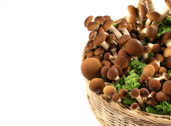 Brown Beech Mushrooms Shimeji Mushroom Wicker Basket Moss Isolated White — Stock Photo, Image