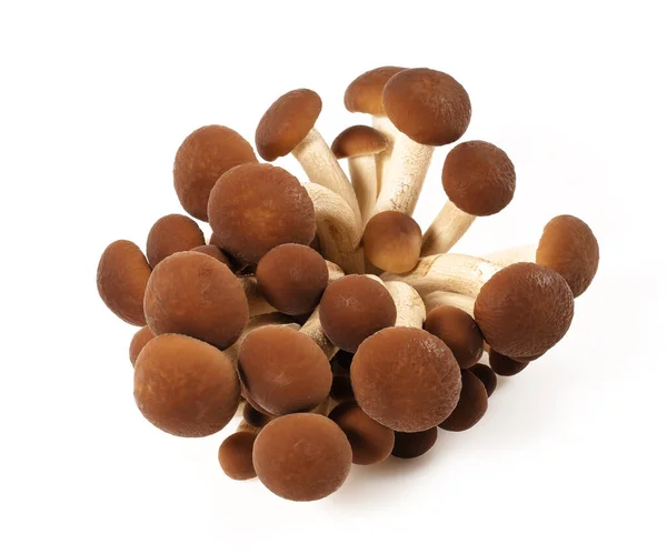 Brown Beech Mushroom Isolated White — Stock Photo, Image