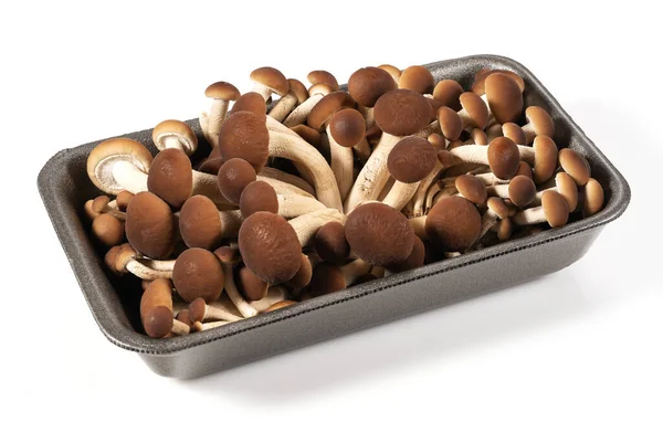 Brown Beech Mushroom Gray Tray Isolated White Background — Stock Photo, Image