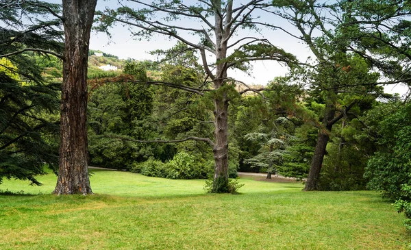 Schöne Parkszene Öffentlichen Park Mit Grünem Rasen Grüner Baumpflanzung Und — Stockfoto