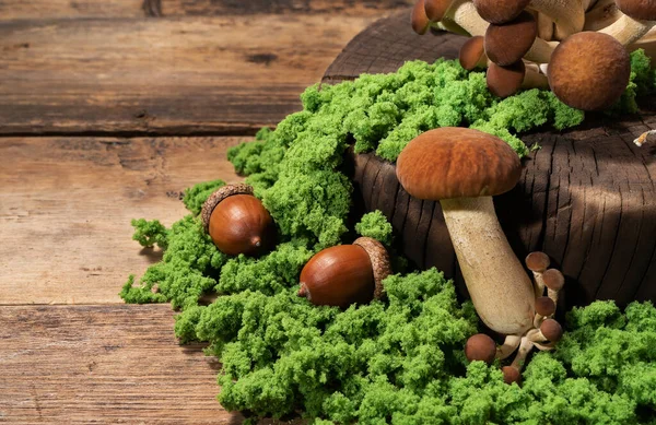 Picking Mushrooms Tree Stump Fresh Raw Mushrooms Table Moss Acorns — Stock Photo, Image