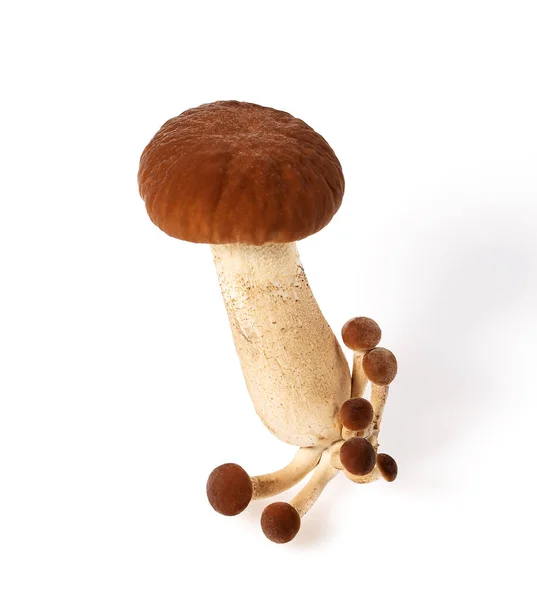 Brown Beech Mushroom Isolated White — Stock Photo, Image
