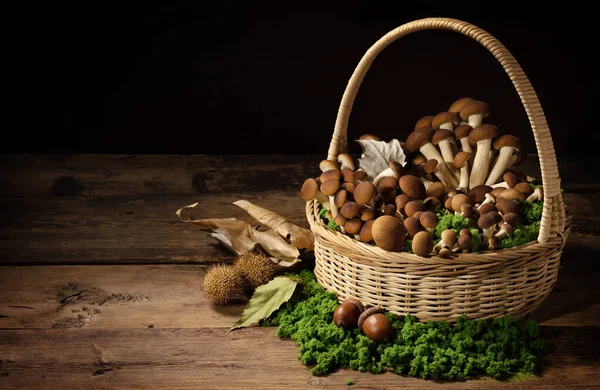 Picking Mushrooms Wicker Basket Fresh Raw Mushrooms Table Moss Acorns — Stock Photo, Image