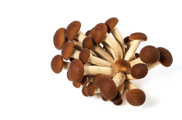 Brown Beech Mushroom Isolated White — Stock Photo, Image