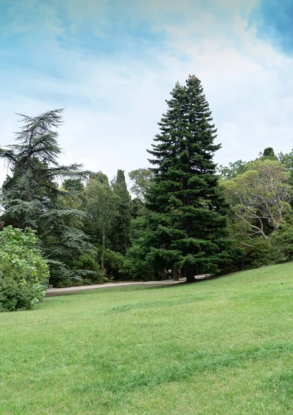 Stora Träd Längs Promenadvägen Parken — Stockfoto