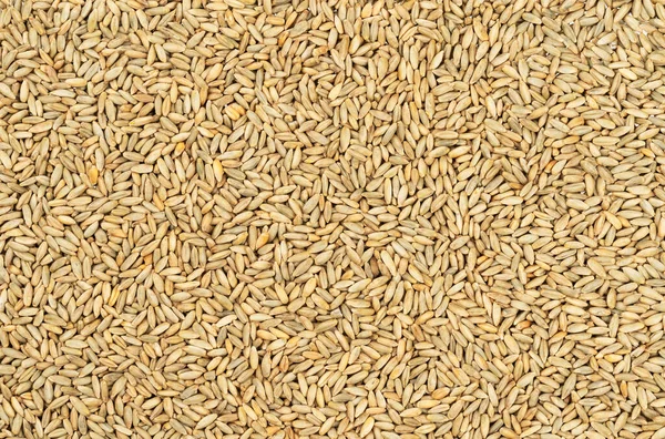 Зерна Пшеницы Колосьев Пшеницы Вид Сверху — стоковое фото