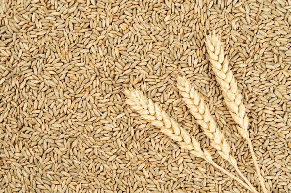 Зерна Пшеницы Колосьев Пшеницы Вид Сверху — стоковое фото
