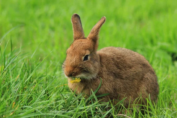 Conejo Marrón Comiendo Hierba Verde Fresca Con Flores Amarillas —  Fotos de Stock
