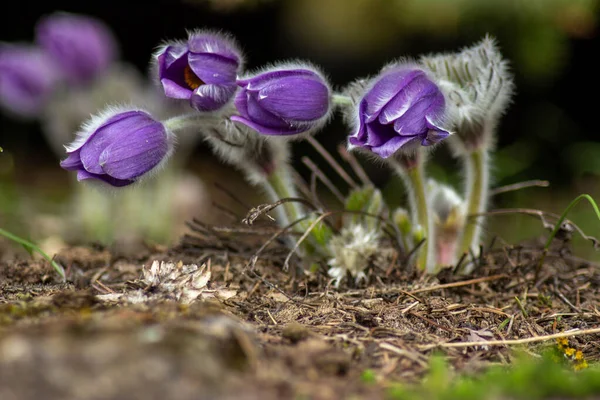 şakayık, nisan, kayın, çiçek, çiçek, botanik, çalı, çalılık, kapalı, kapalı, kapanış, renk, Kırım, ayrıntı, tehlike altındaki, flora, çiçek, kırılgan, tüylü, tüylü, grup, kıllı, kıllı, kıllı, kıllı, kıllı, boynuz demeti, leylak, pek çok, dağ, dağ, damızlık, yapraklı, yapraklı, pl