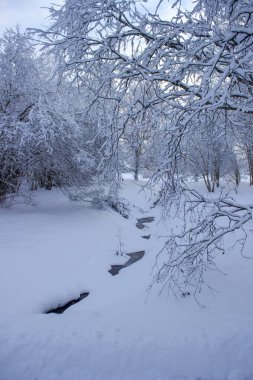 Ağaçlar ve karla kaplı kış manzarası