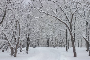 Kışın karla kaplı ağaçlar