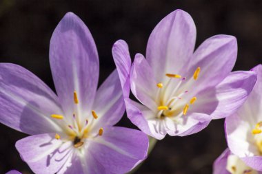 İlkbaharda mor çiçek