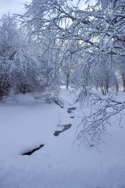 Ağaçlar ve karla kaplı kış manzarası