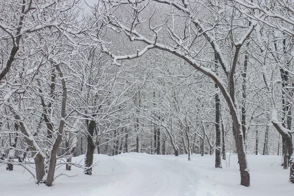 Kışın karla kaplı ağaçlar