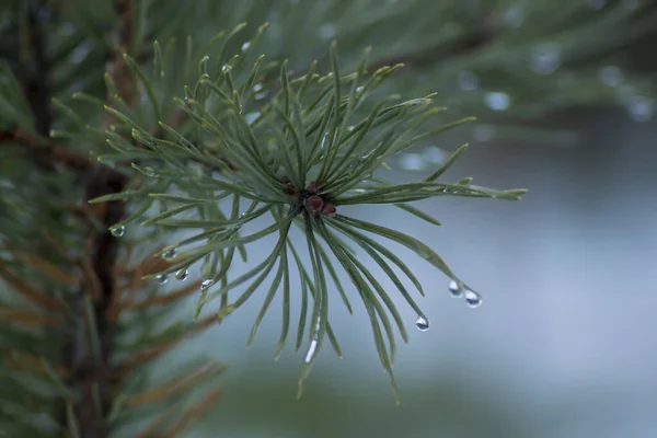 Çam ağacının dalına yakın çekim yağmur damlaları. Arka plan bulanık. Yağmurlu bir günün kasvetli atmosferi.