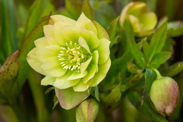 Bahçedeki sarı bahar çiçeği