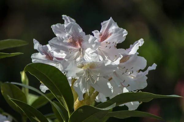 Beyaz ve pembe çiçek