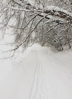 The snowy winter road 