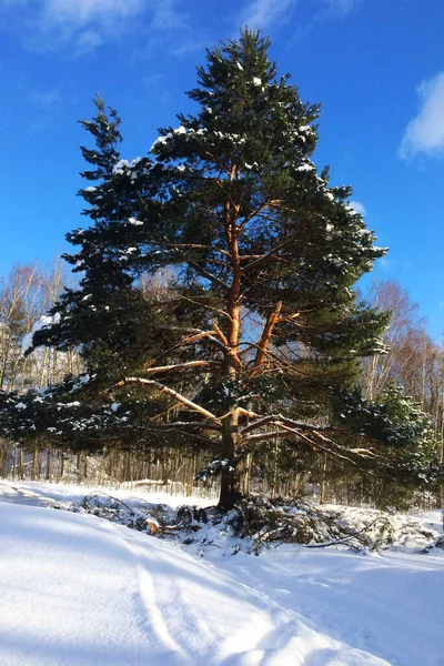 Snowy Pine Tree Park — Foto de Stock
