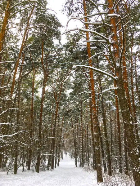 Bosque Pinos Invierno — Foto de Stock
