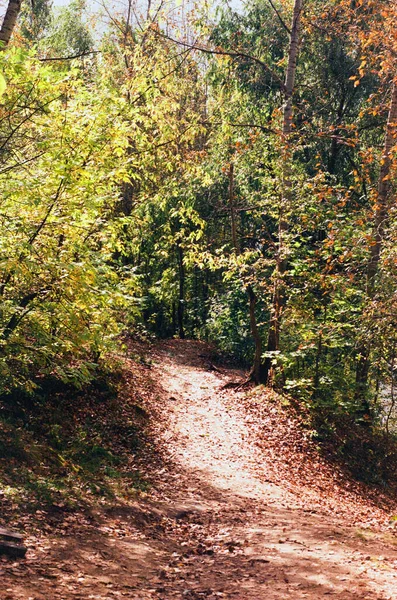 Autumn Sunny Path Forest — Stok fotoğraf