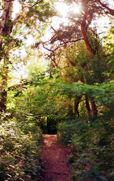 Sentier Dans Forêt — Photo