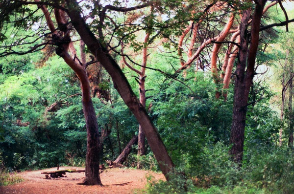 Kiefern Wald — Stockfoto