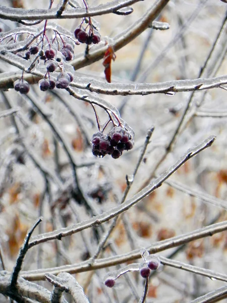 Bagas Vermelhas Congeladas Neve — Fotografia de Stock