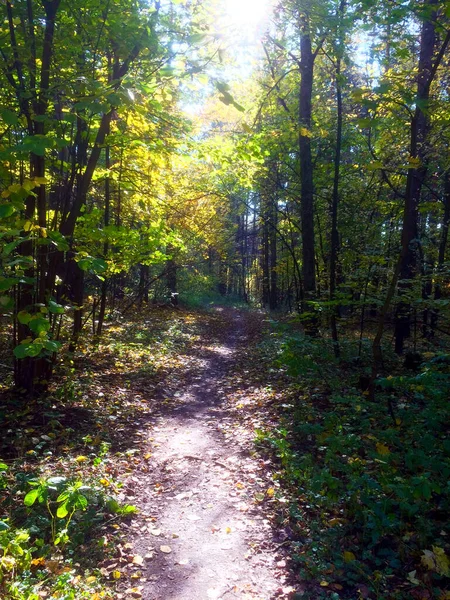 Sentier Pédestre Dans Les Bois Automne — Photo