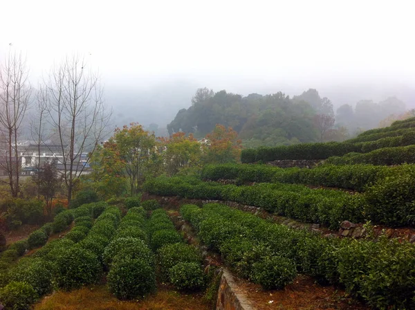 杭州の茶畑のパノラマ風景 — ストック写真