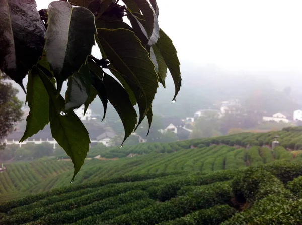 杭州の茶畑のパノラマ風景 — ストック写真