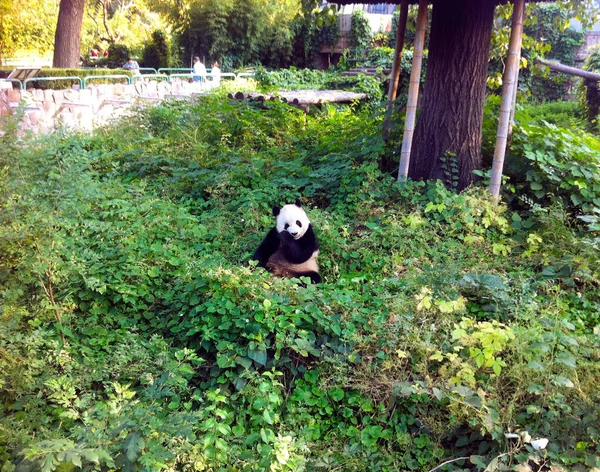 Ormanda Panda — Stok fotoğraf