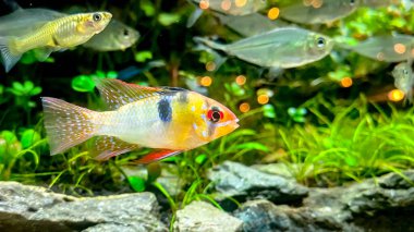 Aquarium fish Microgeophagus ramirezi, Ram cichlid  from Amazon river with some green plants and Tetra fish
