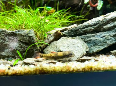 Garra flavatra - Panda Garra - akvaryumdaki taşlı ve Anubias bitkilerli cyprinid balık türü