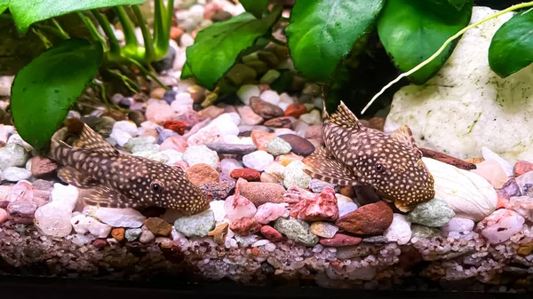 魚Ancistrus 緑のアナビアス植物とホーム淡水水族館でのナマズ — ストック写真