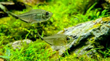 Yeşil bitki akvaryumunda Kostae Tetra (Moenkhausia costaea) sürüsü.