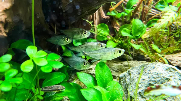 Gregge Pesci Costae Tetra Moenkhausia Costaea Nell Acquario Vegetale Verde — Foto Stock