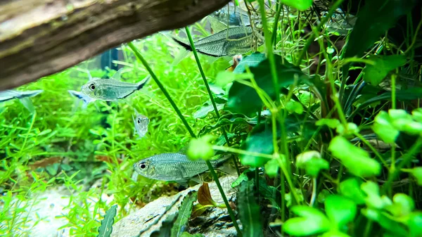 Fischschwärme Costae Tetra Moenkhausia Costaea Grünen Pflanzenaquarium — Stockfoto