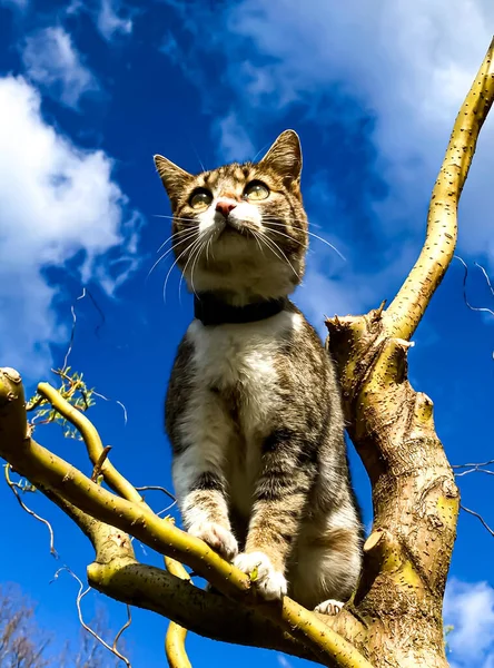 Кіт Дереві Весняний Сезон Кіт Скелелазіння Дерево Кішка Полює Дереві — стокове фото