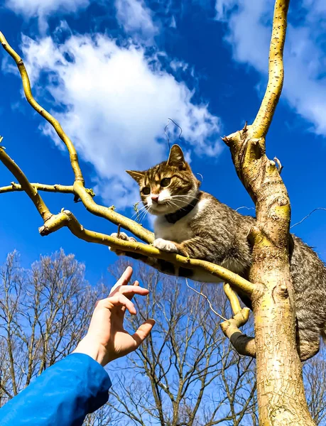 Кіт Дереві Весняний Сезон Кіт Скелелазіння Дерево Кішка Полює Дереві — стокове фото