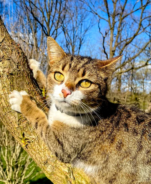 Cat Tree Spring Season Cat Climbing Tree Cat Hunts Tree — 图库照片