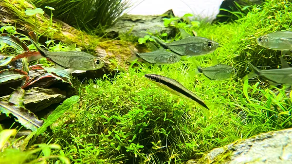 Comedor Algas Siamesas Crossocheilus Oblongus Com Bando Costae Tetra Moenkhausia — Fotografia de Stock