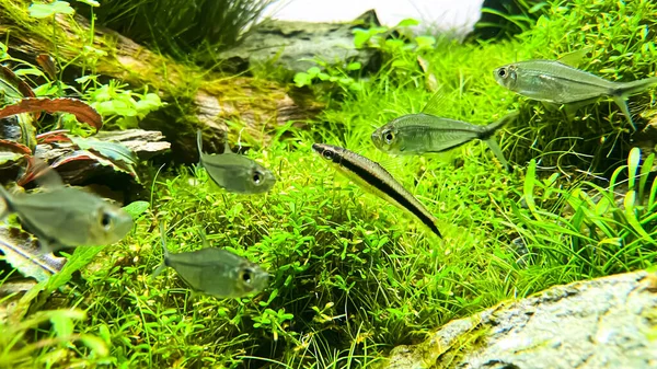 Siamese Algae Eater Crossocheilus Oblongus Зграєю Costae Tetra Moenkhausia Costaea — стокове фото