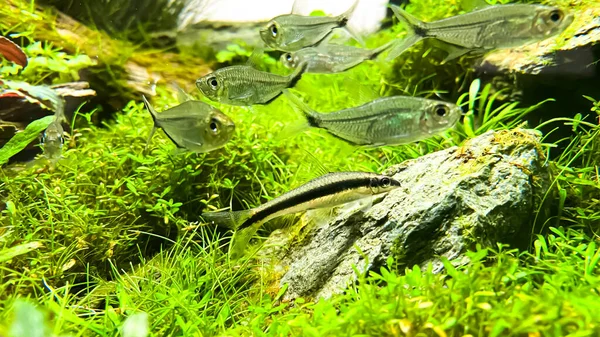 Siamese Algae Eater Crossocheilus Oblongus Flock Costae Tetra Moenkhausia Costaea — ストック写真