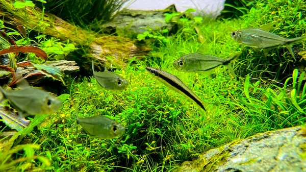 Siamese Algae Eater Crossocheilus Oblongus Flock Costae Tetra Moenkhausia Costaea — ストック写真