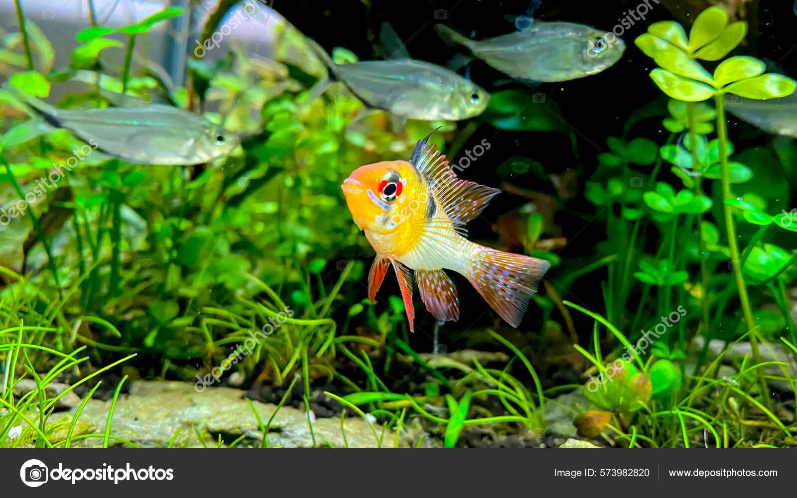 Aquarium Fish Microgeophagus Ramirezi Ram Cichlid  River Some Green —  Stock Photo © MargieV #573982820